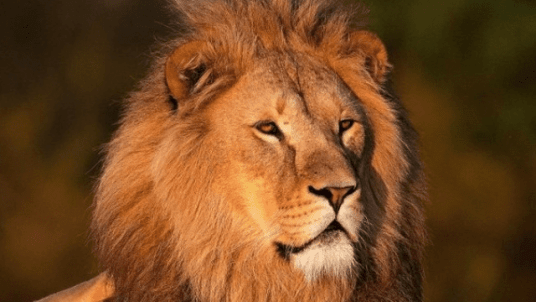 Merveilles sud-africaines, du 3 au 15 novembre 2026